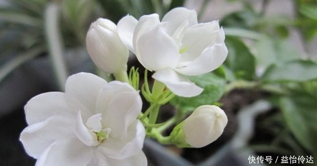 长叶子|老花农说茉莉花年年开花,你需要做好这几点,香极了