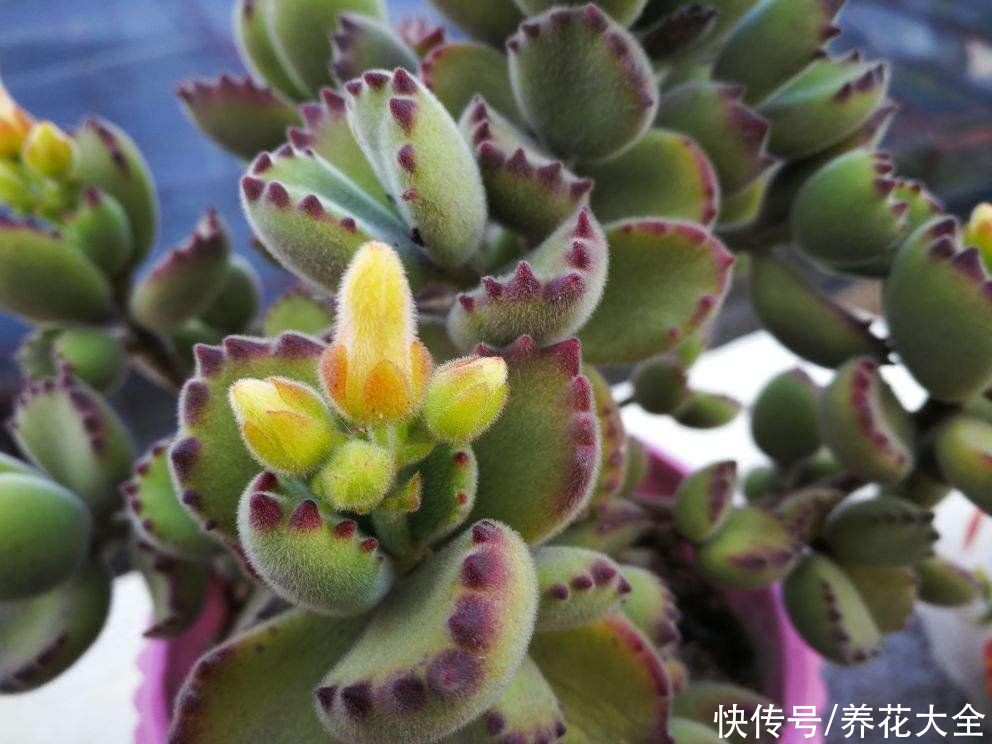 能长成“小树”的多肉，养得越久长得越壮，老桩看着真喜人