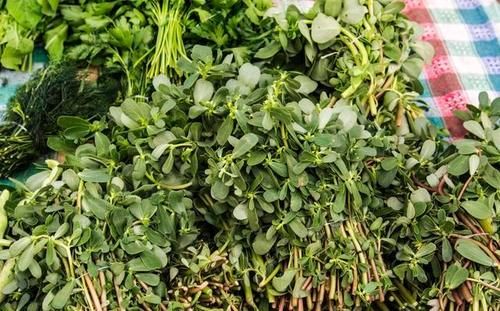 春季吃野菜正当时，这9种野菜，绿色无污染，多吃对身体好！