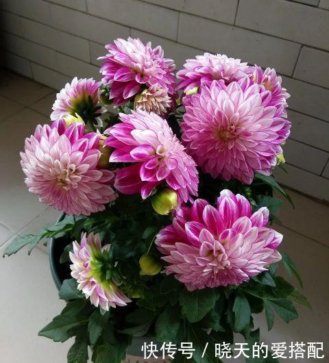 叶子|这3种花一到冬天就装死,叶子烂掉也别扔,放那不管,来年还开花