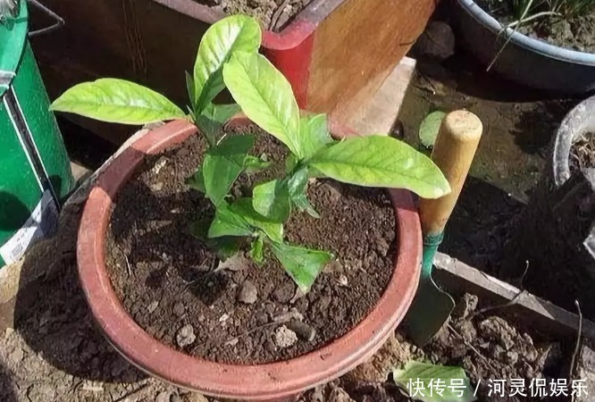 竹签|万能的浇水“神器”，只需一根小吸管，专治各种烂根烂叶！