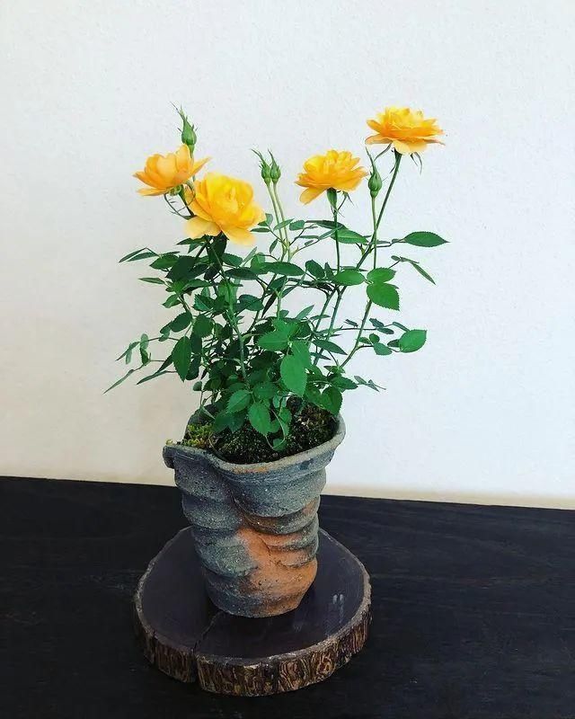 山野草，也高雅！