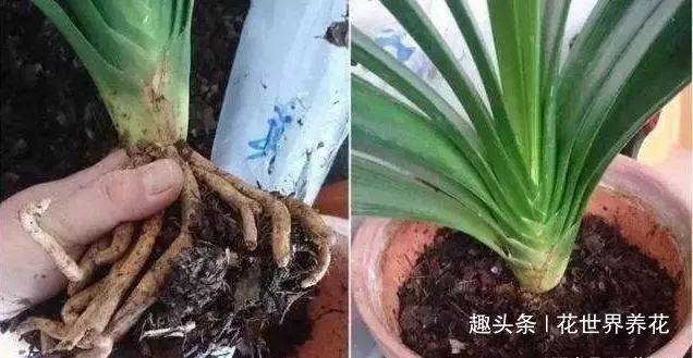 给君子兰换盆,5个要点要“记牢”,服盆快,不烂根!