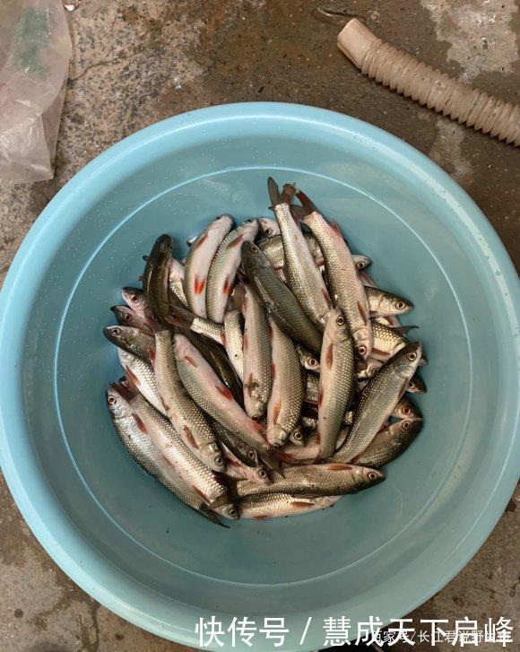 江西太冷了红眼鲮入侵江西却被成群冻晕，钓鱼人可以捞几十斤
