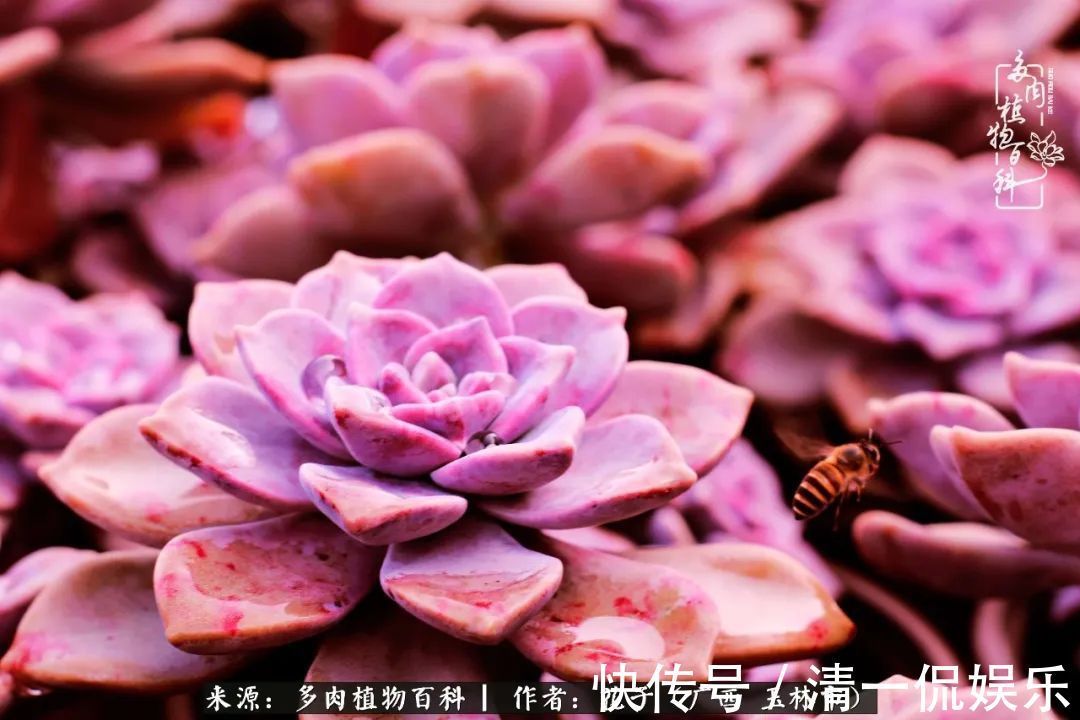 为了爱情|为了爱情来到陌生城市,偶遇多肉,地老天荒的爱恋!