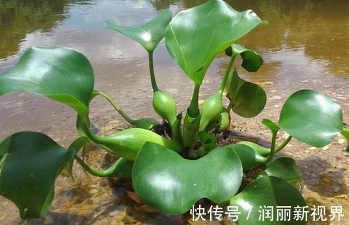 生物入侵|家庭养6种花“要当心”，容易出现“生物入侵”，天天起来要清理