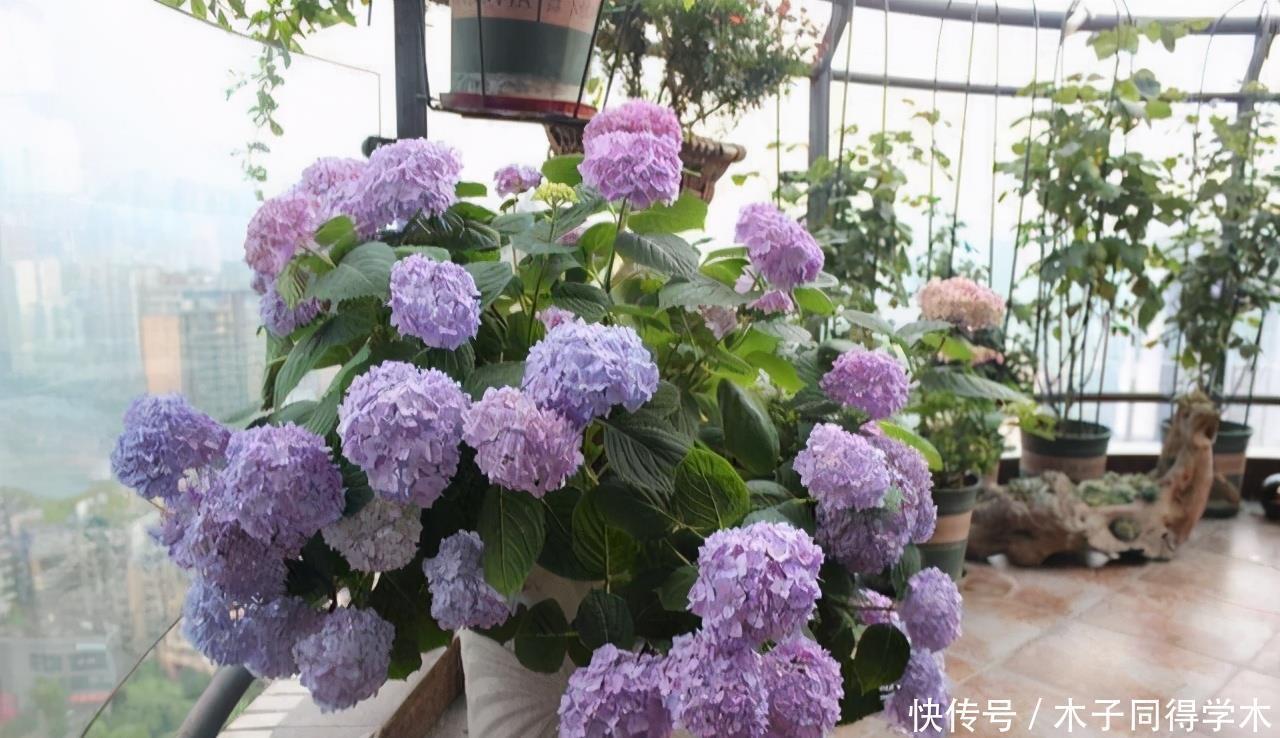 零下20度“装死”的这些花,个个“真汉子”,来年春天的爆花王