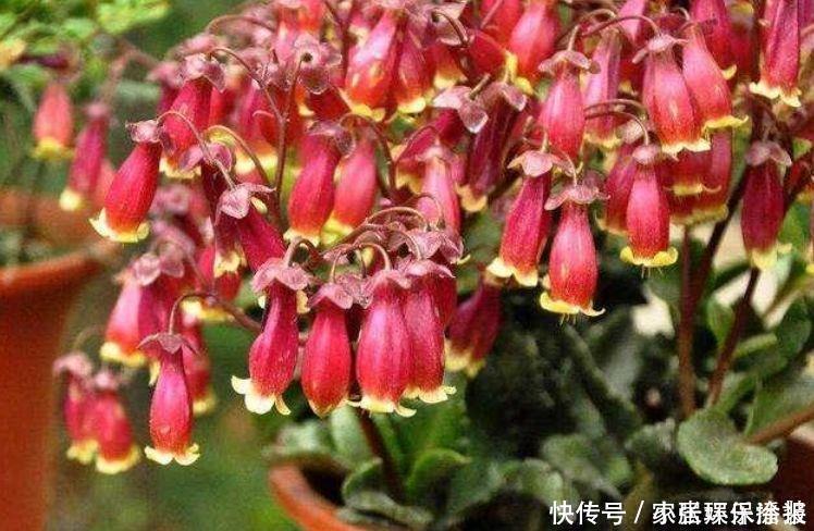 长寿花|适合阳台养的4种花,花美色艳,一言不合就爆盆,你一定喜欢