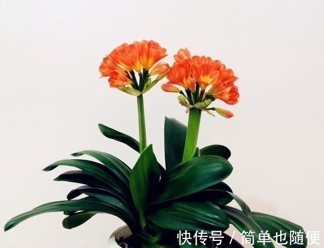 日常给“君子兰”浇水,是浇透好?还是不浇透好?快来看看吧