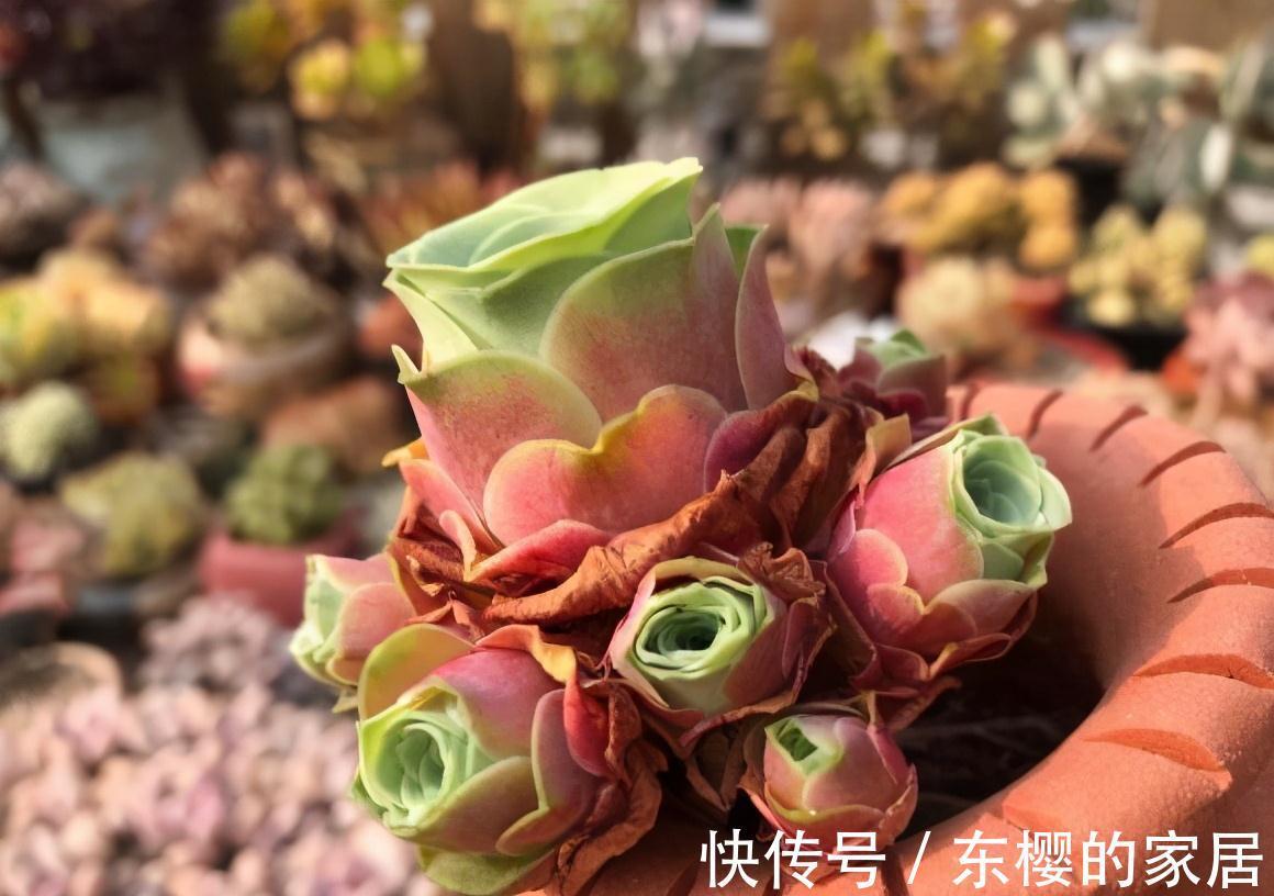 夏天|张大哥养肉10多年，总结出4个“耐热品种”，肉迷都喜欢