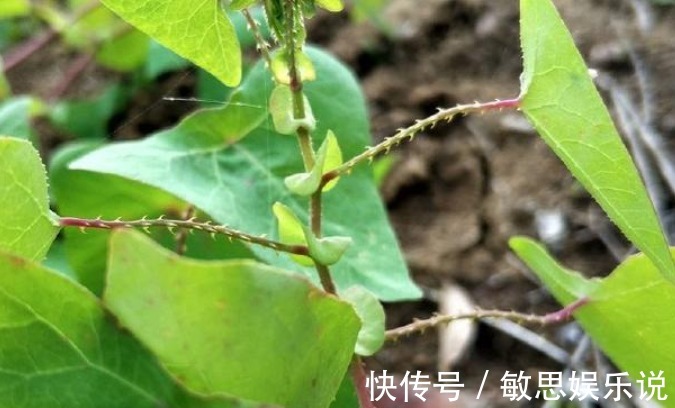 杂草|因全身长满刺常被忽视，却是治病良药，若长在你家路旁别当杂草