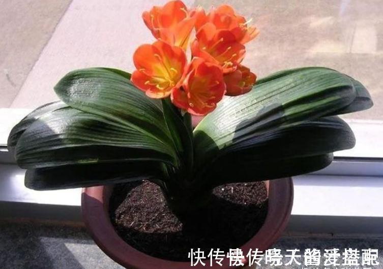 开花|君子兰总是不开花,只用了“这几招”,年年绿叶红花,不断爆花芽