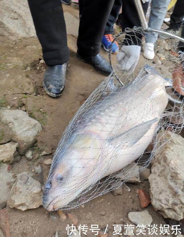 老人湘江边钓上一米多长的大青鱼,圆滚滚的像小猪