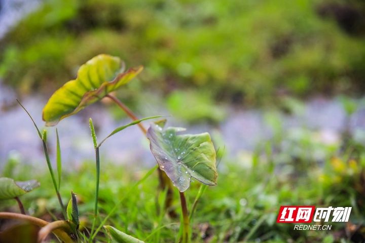 湖南|湖南蓝山：雨后乡村春色美（组图）