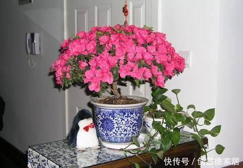  君子兰|养花不开花，原来是盆里缺了它，只加一点点，飞快开满花