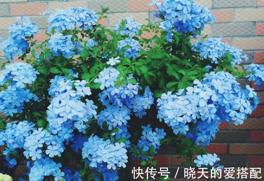 夏季|进入8月,受高温影响,养花种草不注意这几点照样问题频出