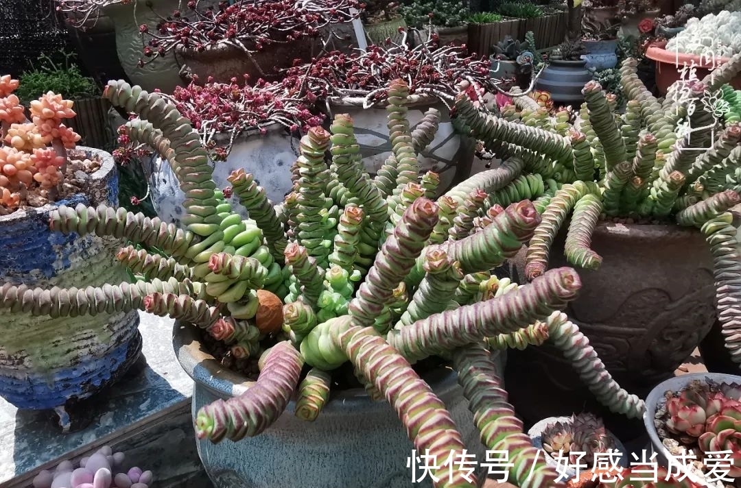 治愈之“肉”:愿所有的养肉人都被这些“胖子们”治愈