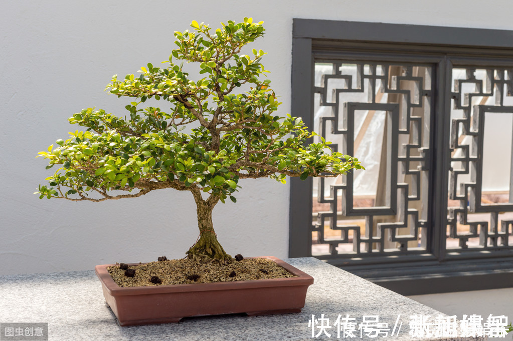 盆景|树木盆景是怎么矮化的?8个方法助你的盆景成为“活着的艺术”