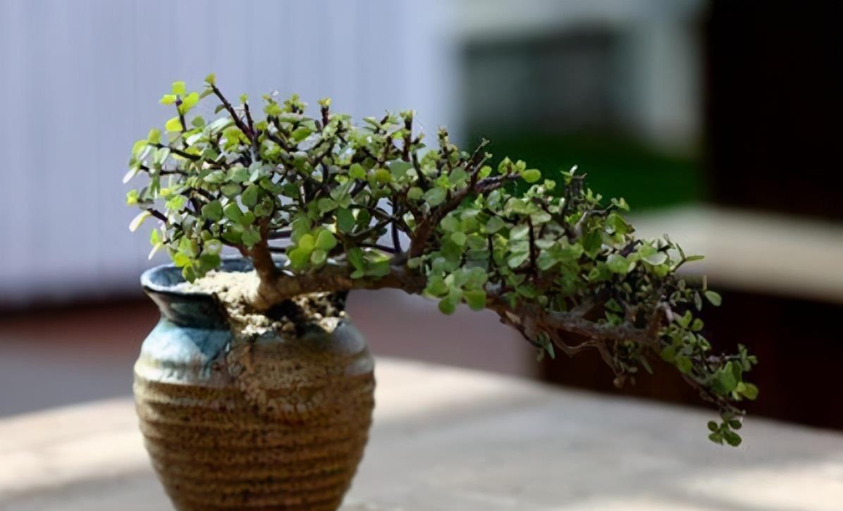 想养金枝玉叶悬崖桩?从一根枝条开始,简单几步操作,养成悬崖桩