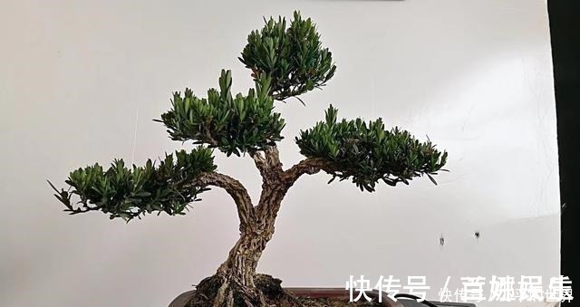 盆景|不管家中再小,一定要摆放上一盆“木中君子”!