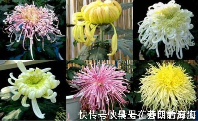 天冷|天冷了,15种漂亮花喜欢“大太阳”,多晒长得壮,花更多