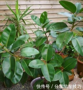 养花盆里加点“它”,橡皮树的小芽、新叶“层出不穷”,长势喜人!