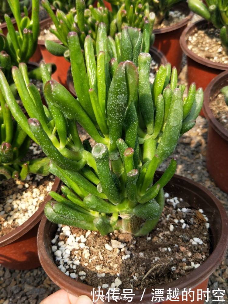 植株|3种花自带“财气”，家里养一盆，财源广进、日子越来越红火