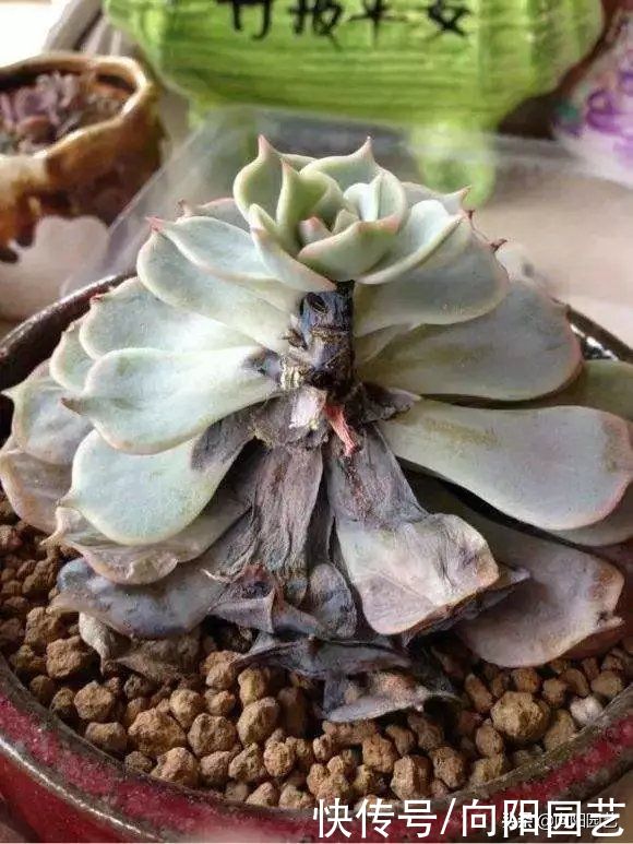 品种|买多肉,不买缀化的,黑腐率相当高,养不长久,白花冤枉钱