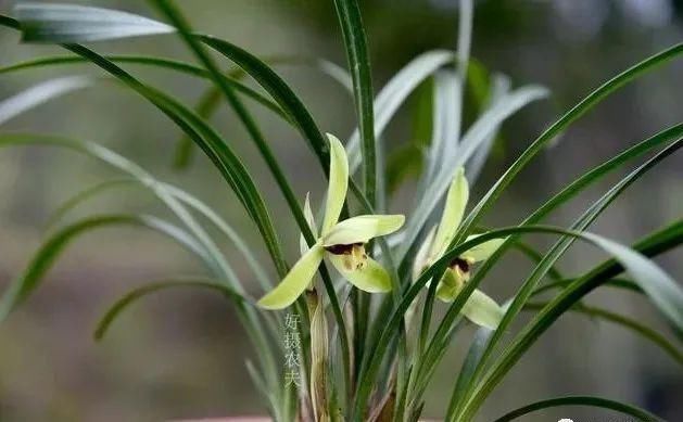 养好兰花的口诀,书本上学不到的经验,喜欢就收藏吧