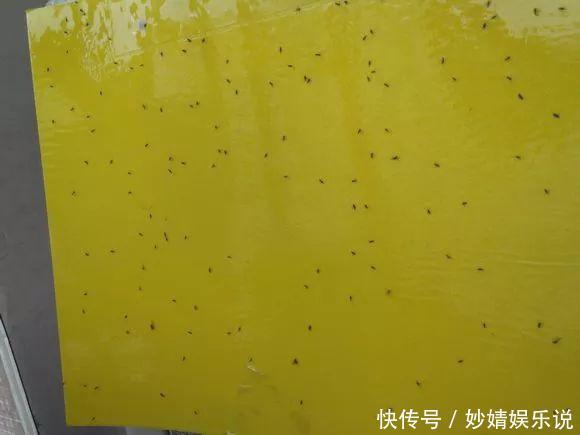 盆里埋点它，小虫子全没了，花越长越茂盛！