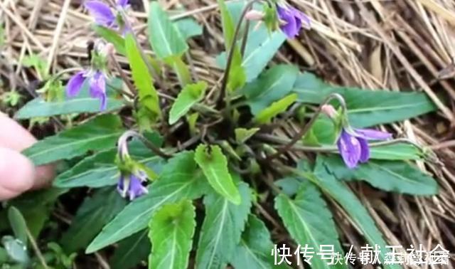 蒲公英|农村叶子像“犁头”，开紫花的野草，价值珍贵，看到请珍惜