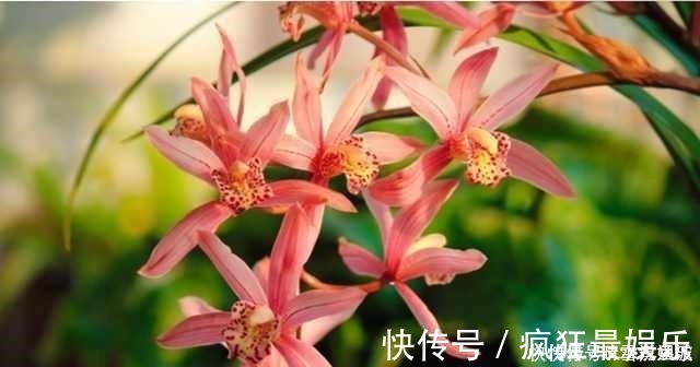 营养液|养花不开花,啥都不用学,就会用这些水浇花