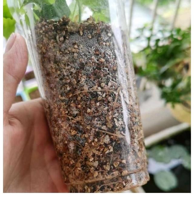 好处|三伏天里这3种花要备份，来年好处多多