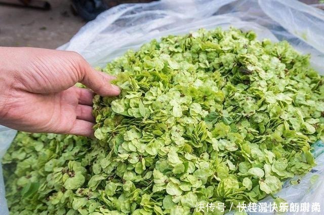 树上特有的一种野菜,过去当救命粮,如今7元一斤成稀罕货