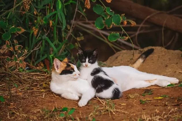 流浪猫现状是怎样的？它们面临着种种威胁