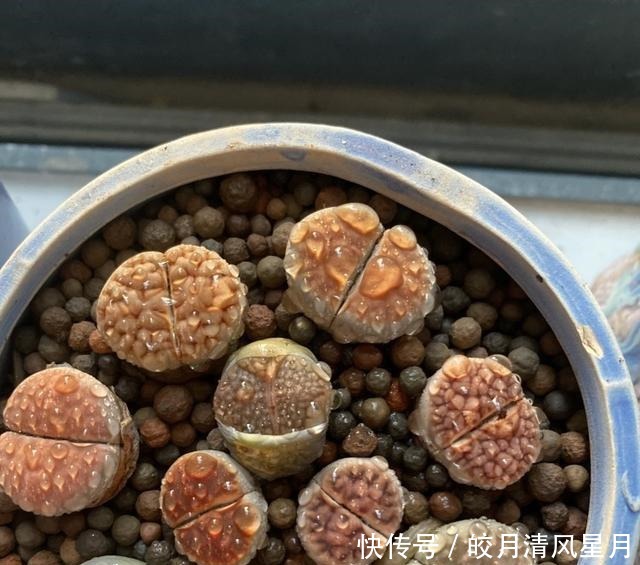 度夏|绿了也是心头肉,开始为度夏担忧!