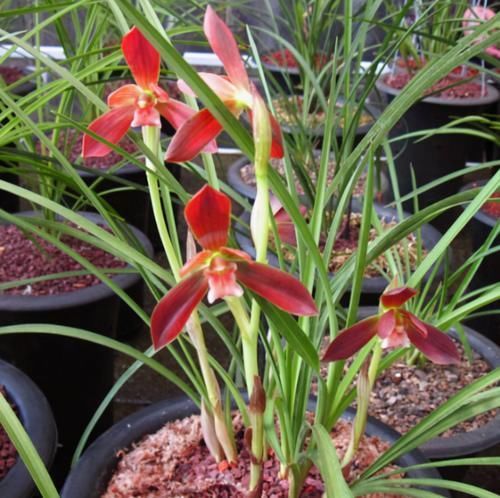 被誉为“国兰第一红”的红河红,花型正格,一杆双花,养护简单