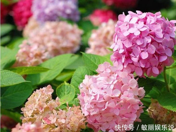 庭院|正月二十四，庭院养4种“富贵花”，花朵大、颜色艳，一养就上瘾