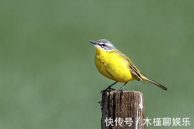 家子女|脾气最犟的2大生肖女，却是最旺夫的，老来还是富贵命