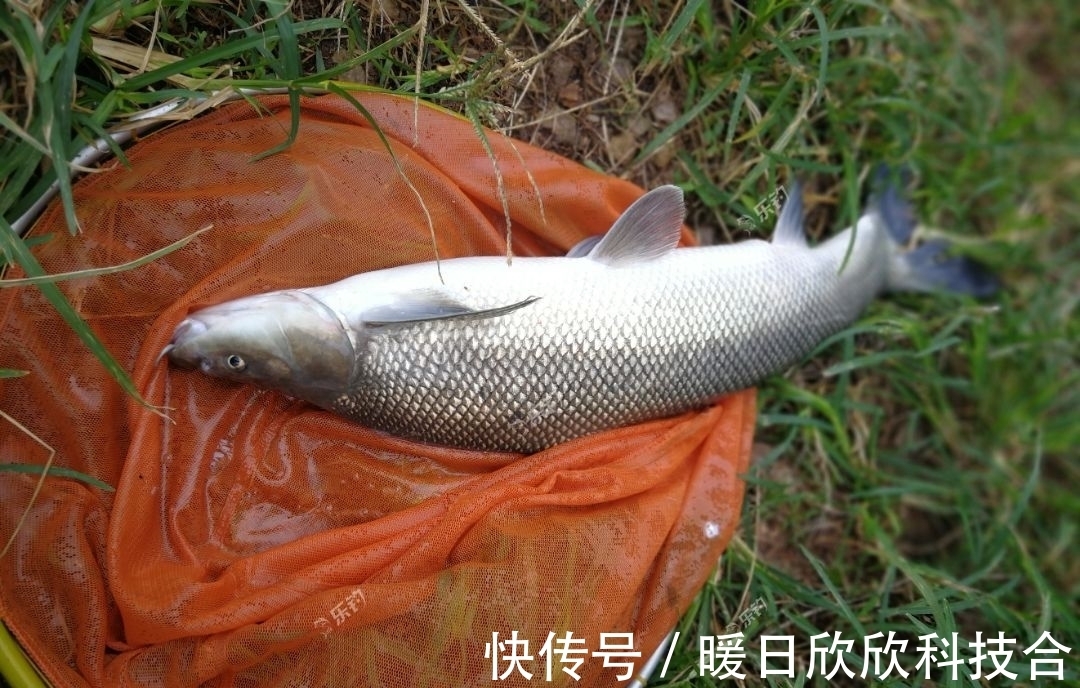 杂食性|想要配出的饵料诱鱼好,先要搞明白什么叫鱼的食性