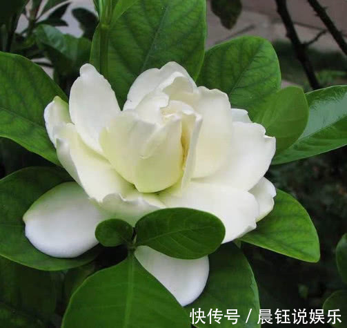 湿润|家养栀子花，关键在3点，不黄叶掉叶，年年开花，花开爆满盆！