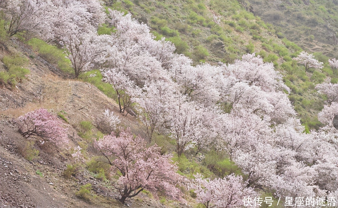 新疆伊犁一处赏花胜地，花开时风景绝美，却只有7天可以观赏