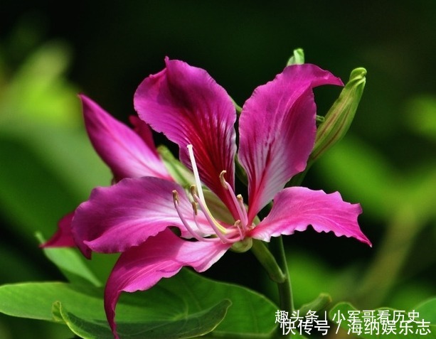 此花硕大而艳丽,叶如牛、似羊蹄,十分的奇特,有骨肉相连的寓意