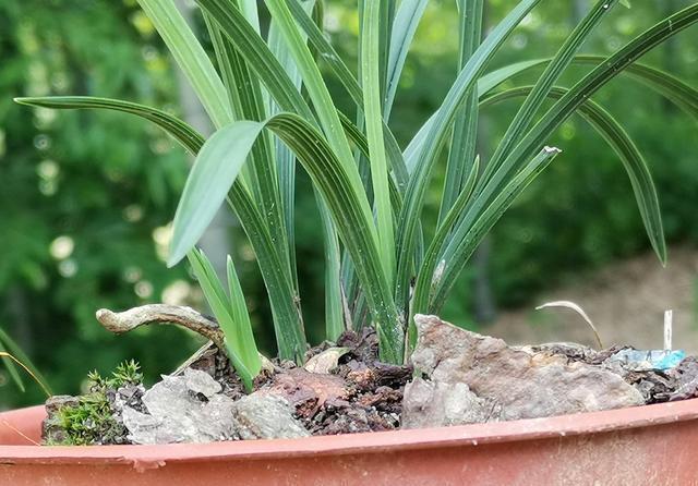 兰苗|如何让僵苗快速成长?倒盆换植料,半个月见成效