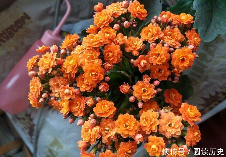 月季|适合阳台养护的花卉,新手也能养爆盆,全年开花不断,美观大气