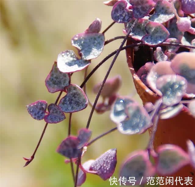 红稚莲|喜欢养多肉?推荐20种适合夏季入手的多肉植物