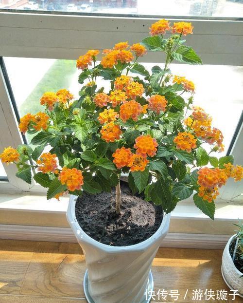 金钟|9种“勤劳花”,别名“天天开”,365天花不断,也不怕累坏了