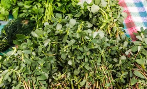 马齿苋|中药里的救命菜——马齿苋