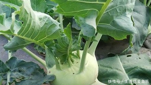 防癌 利水消肿的球茎甘蓝 农民教你种植技巧收获优质高产 快资讯