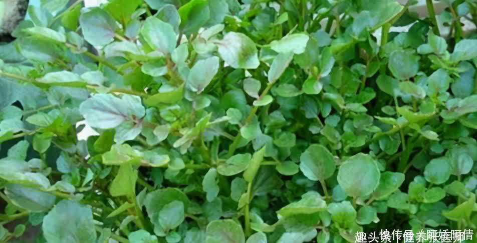 血管|女性多吃以下食物,血管畅通,面色红润了,爱吃就是赚到